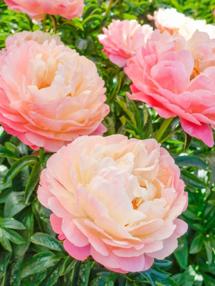 Пион Корал Сансет (Coral Sunset)