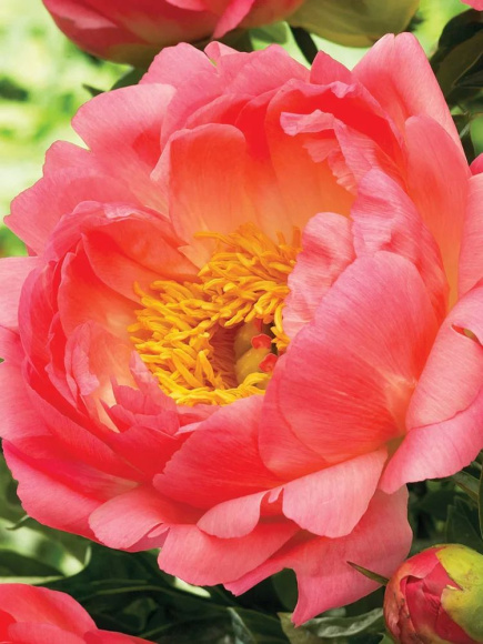 Пион Корал Сансет (Coral Sunset) купить с доставкой