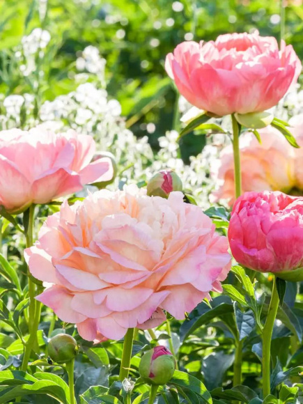 Пион Корал Сансет (Coral Sunset) купить с доставкой