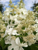 Гортензия Левана (Levana) метельчатая купить с доставкой