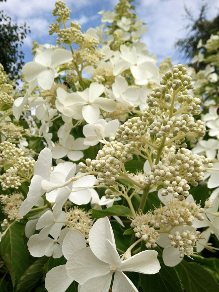 Гортензия Левана (Levana) метельчатая купить с доставкой