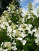 Гортензия Левана (Levana) метельчатая купить с доставкой