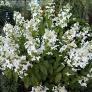 Гортензия Левана (Levana) метельчатая