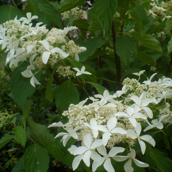 Гортензия Левана (Levana) метельчатая купить с доставкой