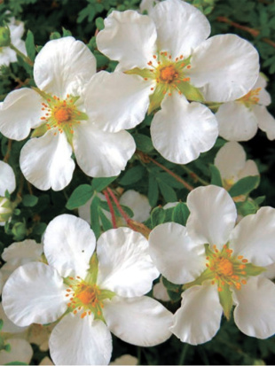 Лапчатка Белая