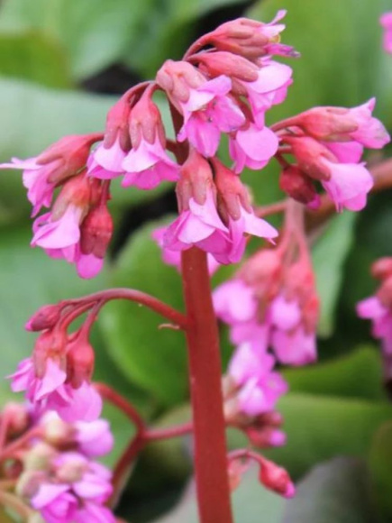 Бадан Винтерглат (Winterglut) купить с доставкой