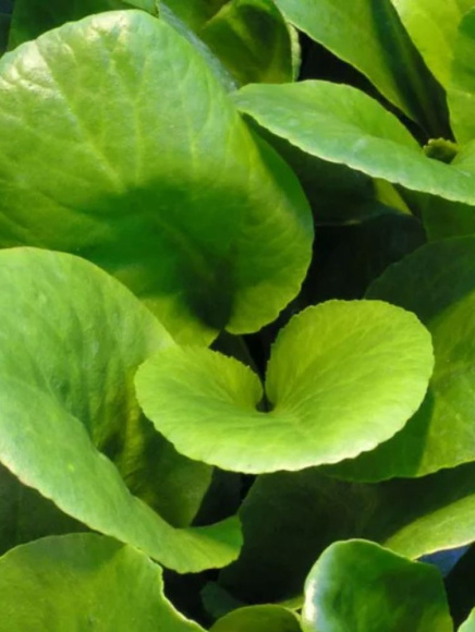 Бадан Винтерглат (Winterglut) купить с доставкой