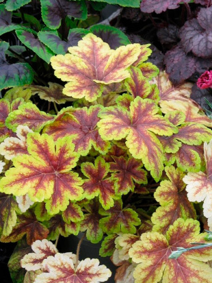 Гейхерелла Голден Зебра (Golden Zebra)