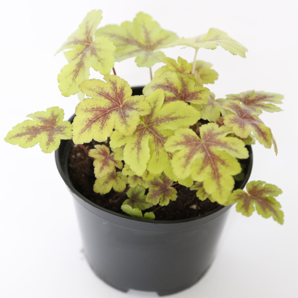 Гейхерелла Голден Зебра (Golden Zebra) купить с доставкой