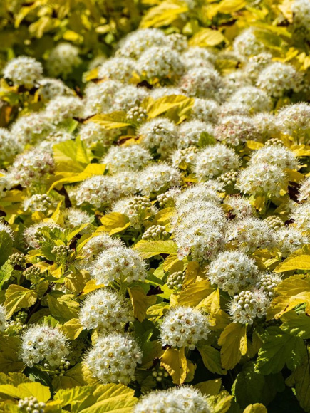 Пузыреплодник Наггет (Nugget) купить с доставкой