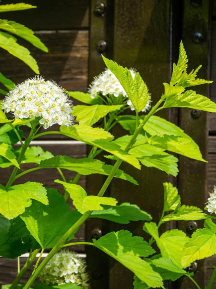 Пузыреплодник Наггет (Nugget) купить с доставкой