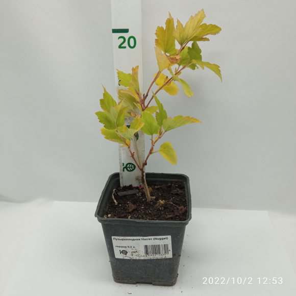 Пузыреплодник Наггет (Nugget) купить с доставкой Пузыреплодник Наггет (Nugget) купить с доставкой