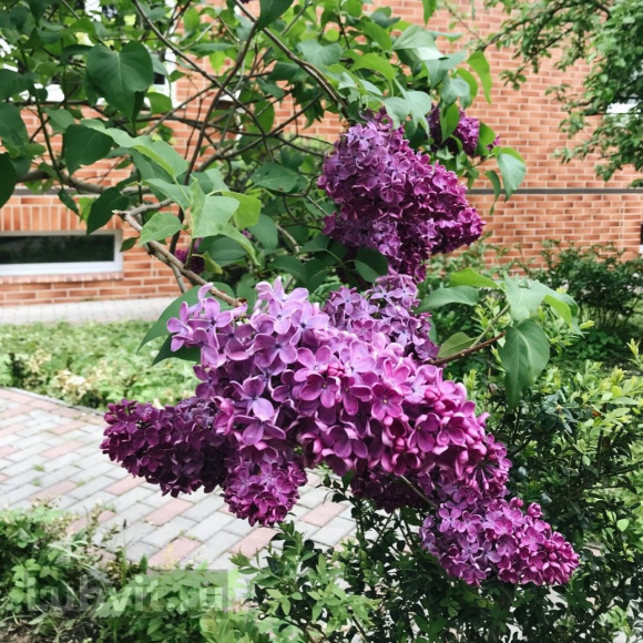 Сирень Оля купить с доставкой