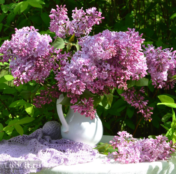 Сирень Оля купить с доставкой