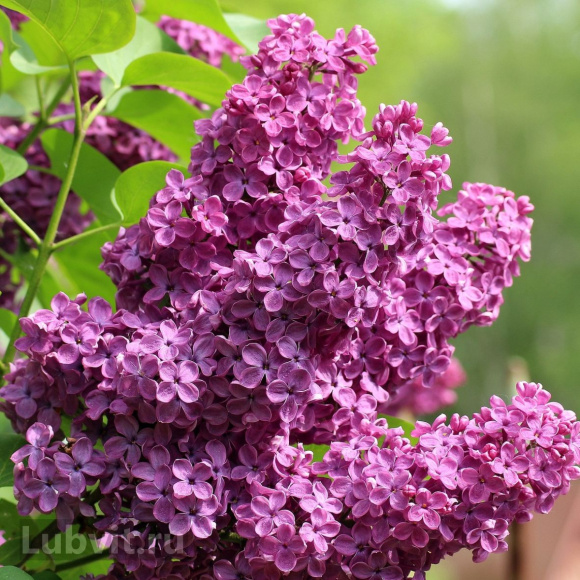 Сирень Оля купить с доставкой