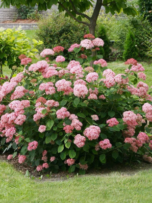 Гортензия Пинк Аннабель (Pink Annabelle) древовидная