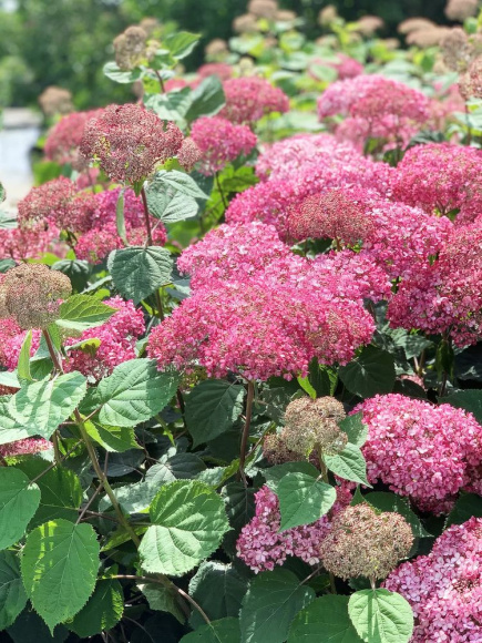 Гортензия Пинк Аннабель (Pink Annabelle) древовидная купить с доставкой