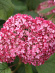 Гортензия Пинк Аннабель (Pink Annabelle) древовидная купить с доставкой