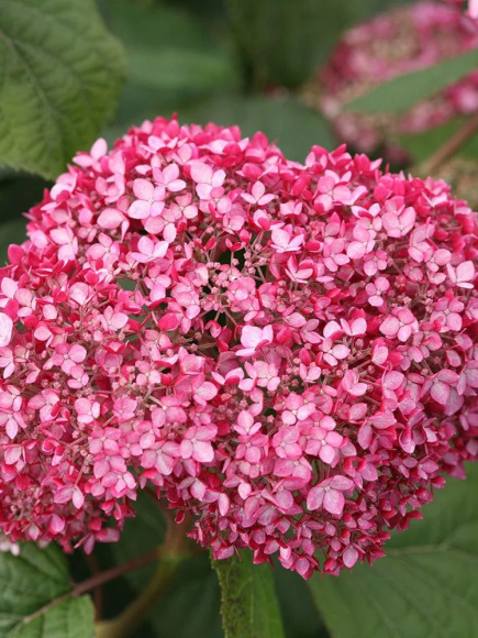 Гортензия Пинк Аннабель (Pink Annabelle) древовидная купить с доставкой