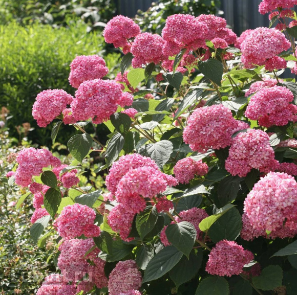 Гортензия Пинк Аннабель (Pink Annabelle) древовидная купить с доставкой Гортензия Пинк Аннабель (Pink Annabelle) древовидная купить с доставкой