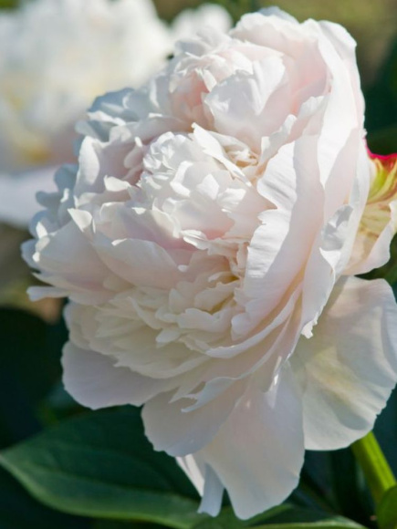 Пион Дюшес де Немур (Duchesse de Nemours) купить с доставкой