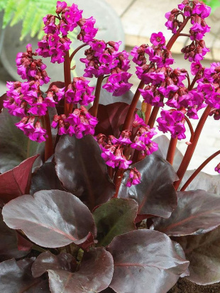 Бадан Эроика (Eroica)