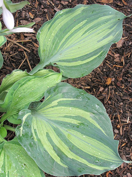 Хоста Лексайд Пэйсли Принт (Lakeside Paisley Print) [M] купить с доставкой