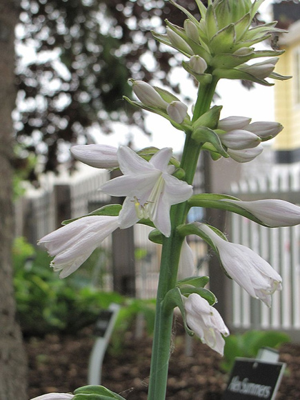 Хоста Лексайд Пэйсли Принт (Lakeside Paisley Print) [M] купить с доставкой