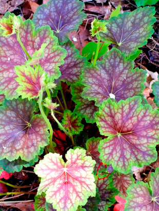 Гейхера Нокаут (Knock Out)