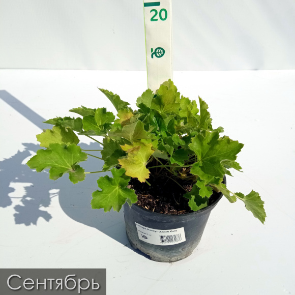 Гейхера Нокаут (Knock Out) купить с доставкой