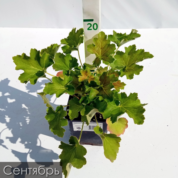 Гейхера Нокаут (Knock Out) купить с доставкой