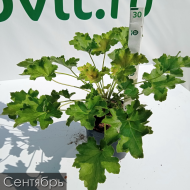 Гейхера Нокаут (Knock Out)