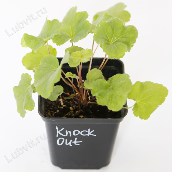 Гейхера Нокаут (Knock Out) купить с доставкой
