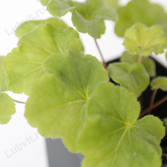 Гейхера Нокаут (Knock Out) купить с доставкой