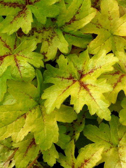 Гейхера Голд Страйк (Gold strike) купить с доставкой