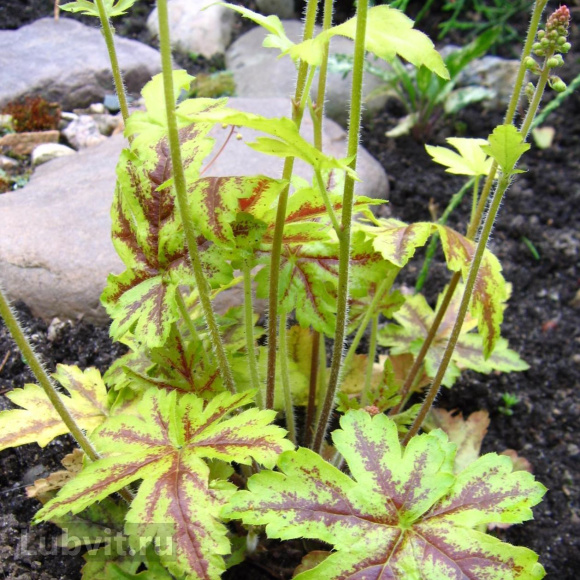 Гейхера Голд Страйк (Gold strike) купить с доставкой