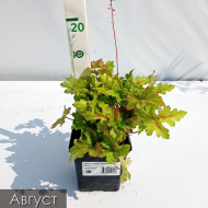 Гейхера Голд Страйк (Gold strike)