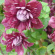 Клематис Пурпуреа Плена Элеганс (Purpurea Plena Elegans) купить с доставкой