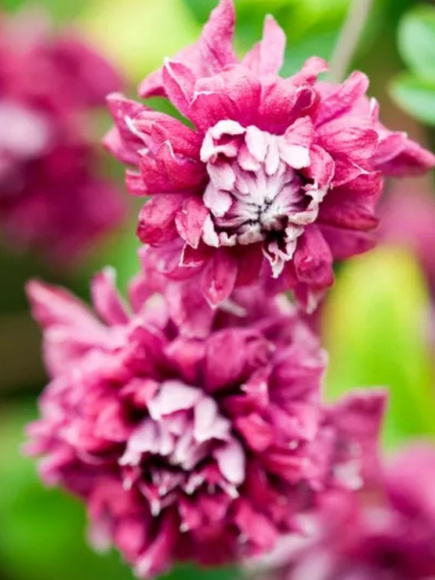 Клематис Пурпуреа Плена Элеганс (Purpurea Plena Elegans) купить с доставкой