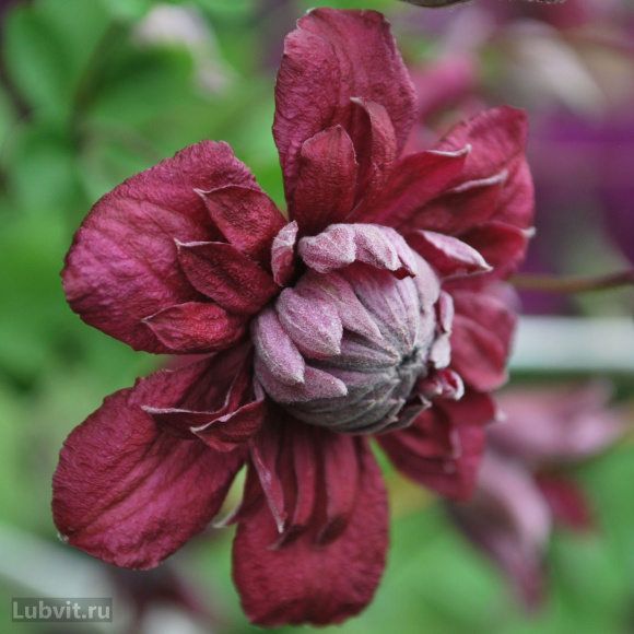 Клематис Пурпуреа Плена Элеганс (Purpurea Plena Elegans) купить с доставкой