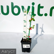 Клематис Пурпуреа Плена Элеганс (Purpurea Plena Elegans)