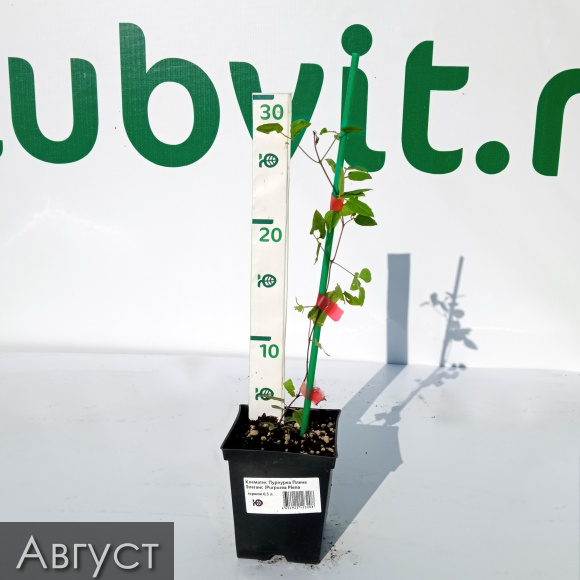 Клематис Пурпуреа Плена Элеганс (Purpurea Plena Elegans) купить с доставкой