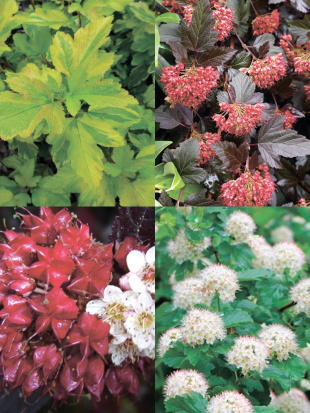 Пузыреплодник Ассортимент