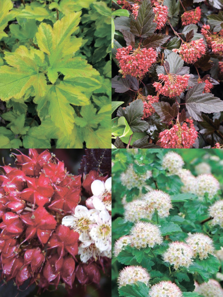 Пузыреплодник Ассортимент купить с доставкой