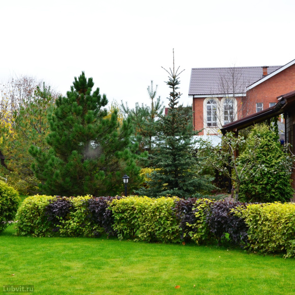 Пузыреплодник Ассортимент купить с доставкой Пузыреплодник Ассортимент купить с доставкой