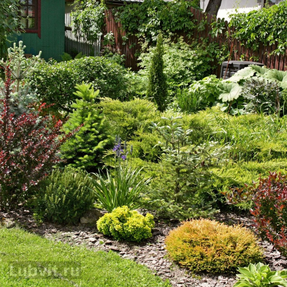 Пузыреплодник Ассортимент купить с доставкой Пузыреплодник Ассортимент купить с доставкой