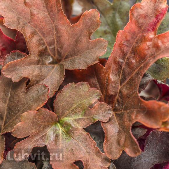 Гейхерелла Ред Ровер (Red Rover) купить с доставкой