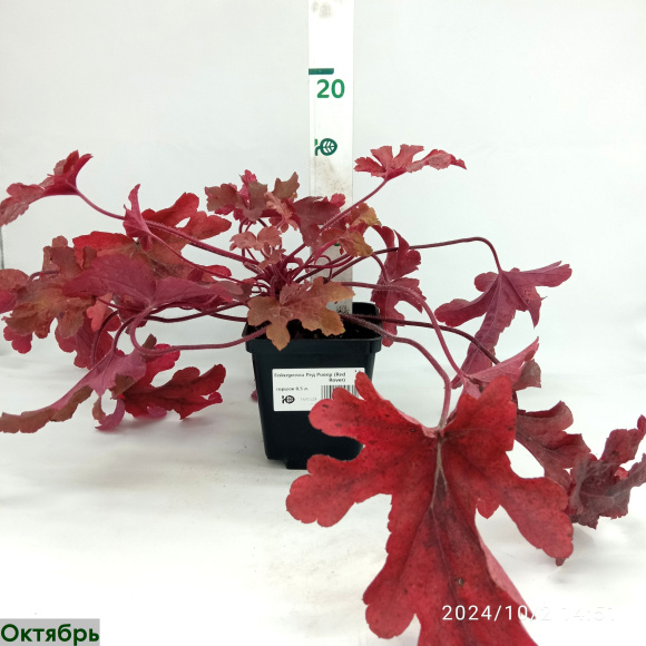 Гейхерелла Ред Ровер (Red Rover) купить с доставкой