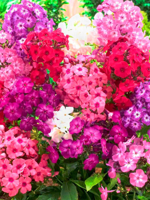 Флокс ассортимент