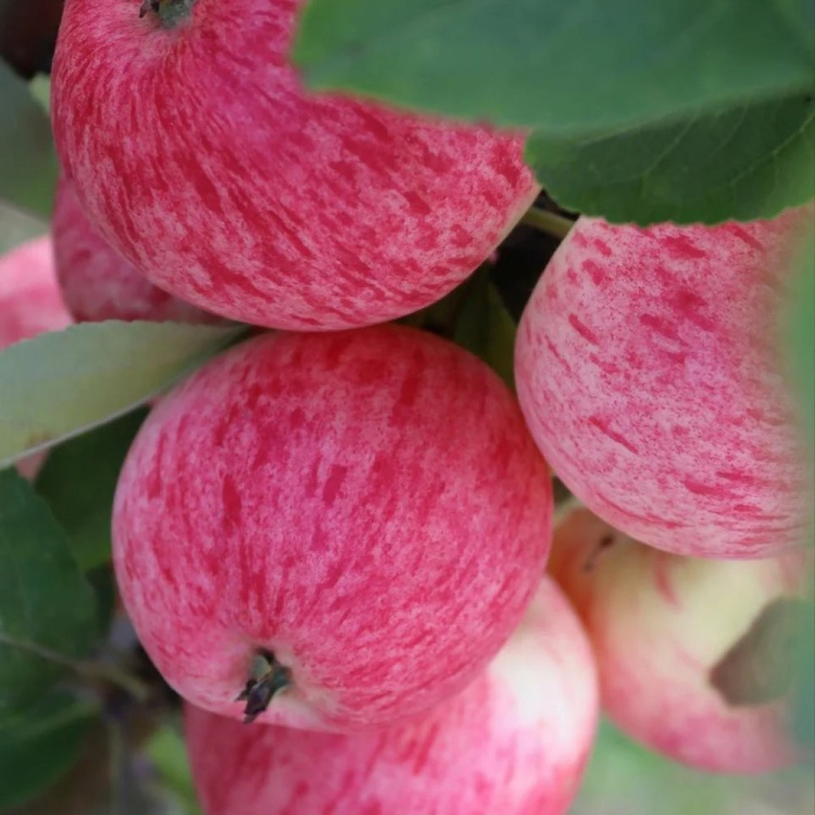 Яблоня Конфетное купить в интернет-магазине Любвитского питомника с ...